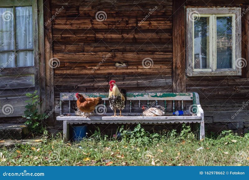 Descoperă chicken road demo