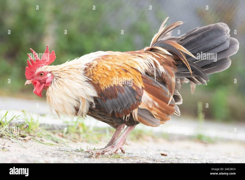Chicken road casino, chicken road game Chicken road casino, chicken road game